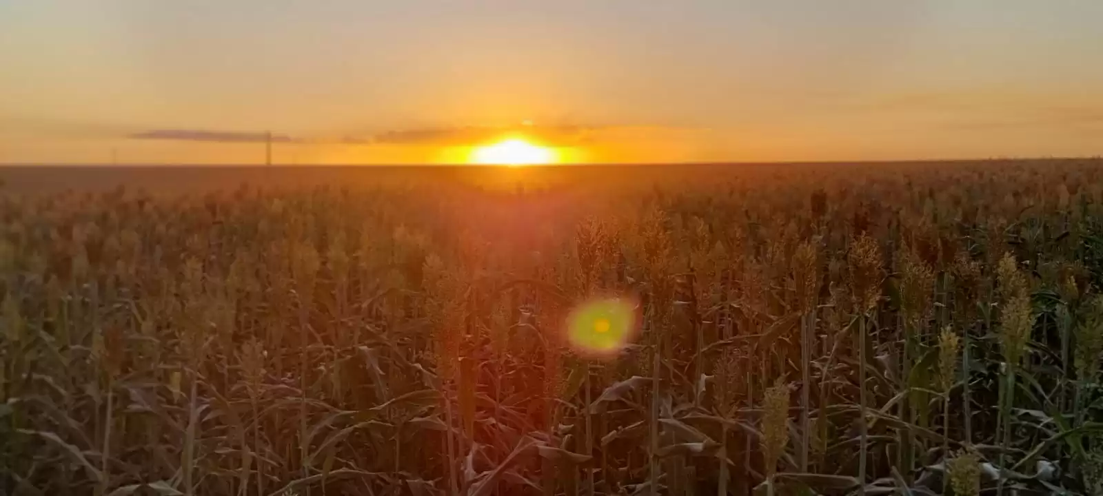SEMENTES DE SORGO SANTO ISIDORO SEMENTES PARCEIRO EMBRAPA SORGO