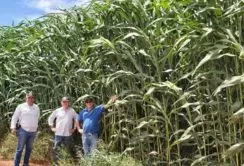 SEMENTES DE SORGO SANTO ISIDORO SEMENTES sorgo biomassa-716