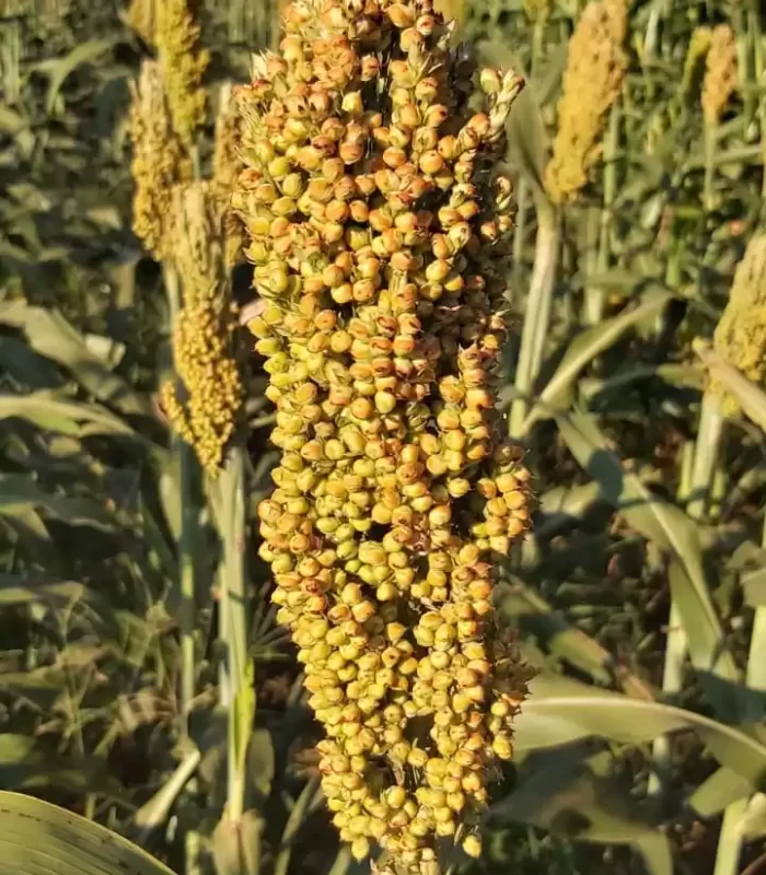 SEMENTES DE SORGO SANTO ISIDORO SEMENTES PARCEIRO EMBRAPA SORGO