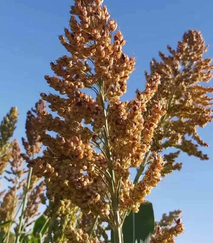 SEMENTES DE SORGO SANTO ISIDORO SEMENTES PARCEIRO EMBRAPA SORGO